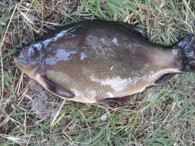 Прикрепленное изображение: IMG_0854.JPG